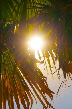 Palmiye ağacının yaprakları parlayan güneş