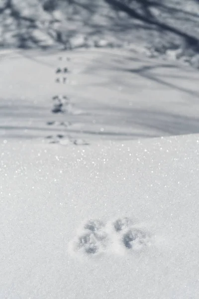 Rabbit footprints on snow trailing into the woods