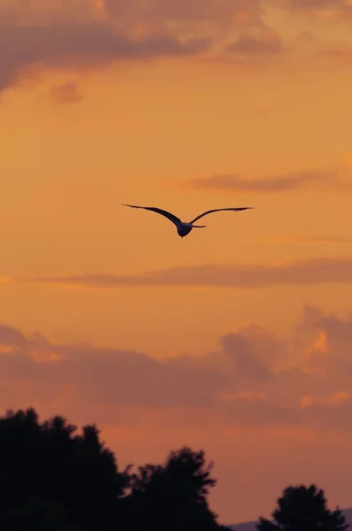 Silhouette of a seagull flying after sunset — Stock Photo, Image