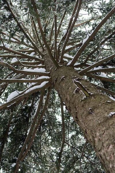 Mirando un tronco de abeto con ramas cubiertas de nieve —  Fotos de Stock