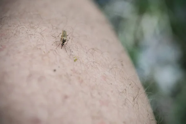 Close-up of mosquito sucking blood from human — Stock Photo, Image