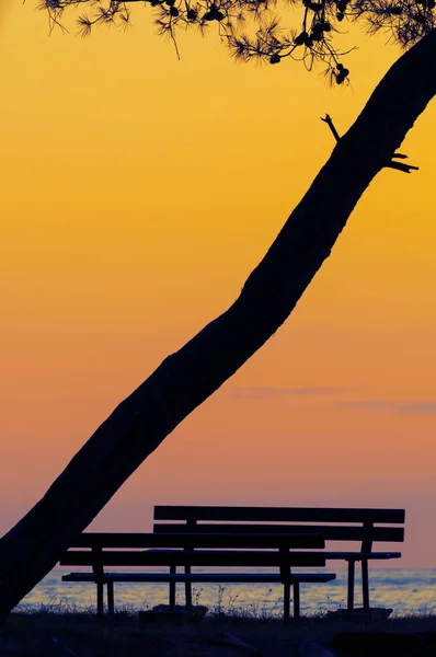 Silhouette von zwei Bänken und Kiefer am Strand bei Sonnenuntergang — Stockfoto