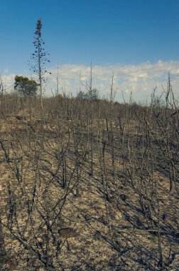 Yanan çalılar, çim ve ağaçların Hırvatistan yangından sonra