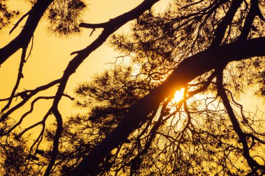 Silhouette Çam ağaç dalları ve batan güneş parlıyor
