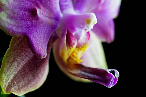 Makro av vattendroppe på vackra orkidé — Stockfoto