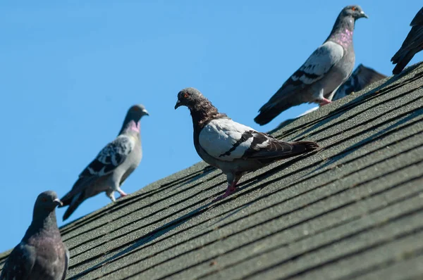Petit troupeau de pigeons gris assis sur le toit par un après-midi ensoleillé — Photo