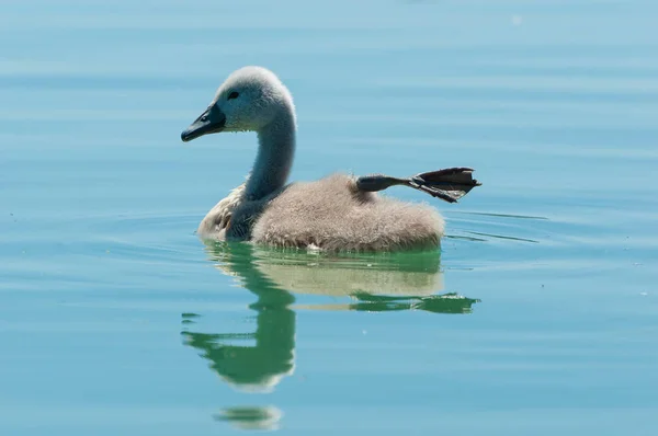 Cisne joven nadando en el agua tranquila con reflejo visible —  Fotos de Stock