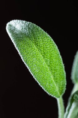 Portre siyah arka plan üzerine tek taze adaçayı yaprağı