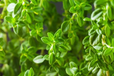 Taze yeşil kekik bush ile odak merkezi dal closeup