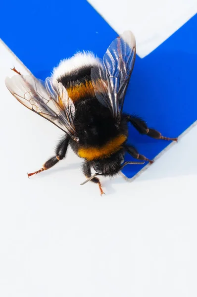 Primer plano del abejorro de cola de buff aislado en la superficie blanca y azul — Foto de Stock