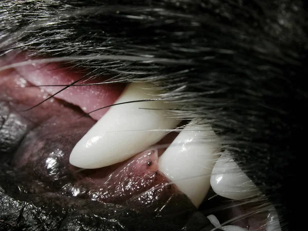 Dogs white fangs with visible gums and hair around the muzzle