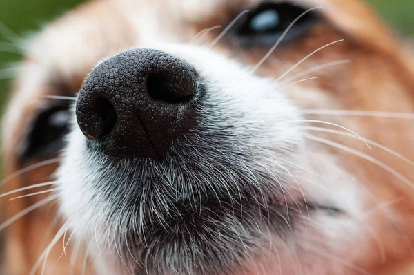 Closeup of dogs nose and snout in focus