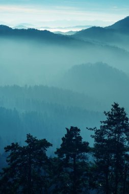 Ağaç seviyesinde, atışa ön planda silueti ile sisli orman