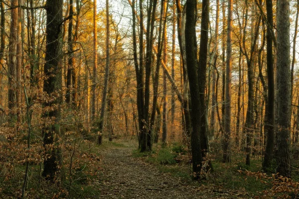 Este az őszi erdő utat — Stock Fotó