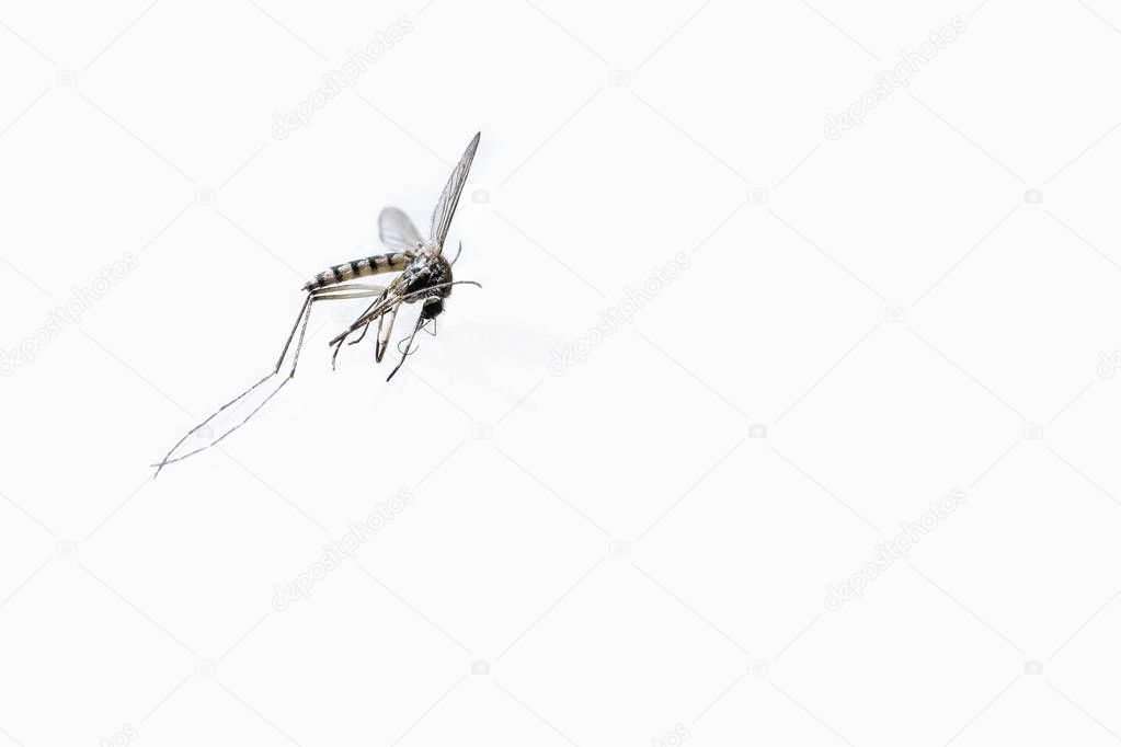 Closeup dead tiger mosquito isolated on white background