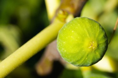 Bir incir ağacının dalını üzerinde olgunlaşmamış yeşil incir