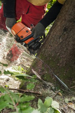 Orman işçisi aracılığıyla testere ile ağaç kesme closeup