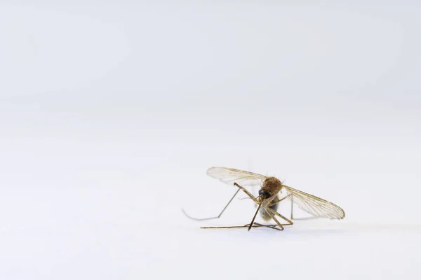 Primer plano de mosquito femenino muerto aislado sobre fondo blanco — Foto de Stock