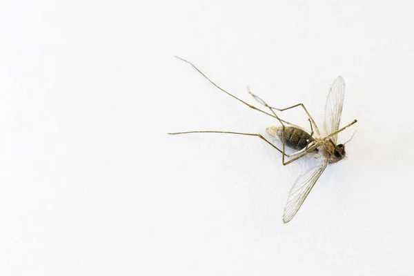 Primer plano de mosquito hembra muerto acostado sobre fondo de superficie blanca — Foto de Stock