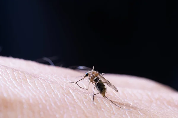 Primer plano del mosquito femenino en la piel humana — Foto de Stock