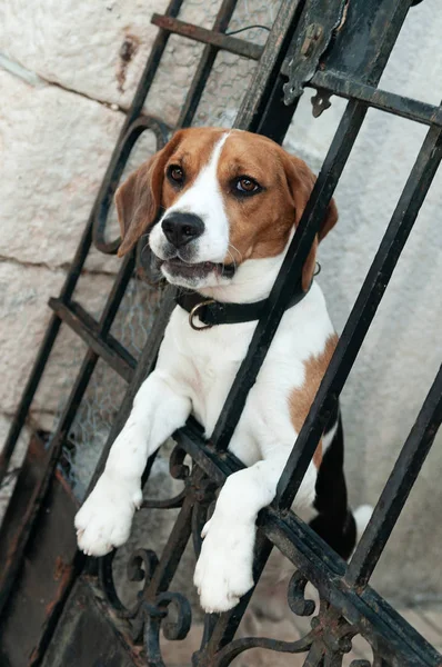 Chien adulte beagle derrière la clôture de la porte — Photo