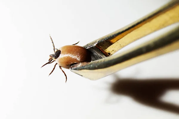 Closeup of engorged tick held by tweezers isolated on white — Stock Photo, Image