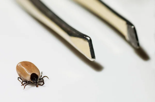 Closeup of engorged tick and tweezers isolated on white — Stock Photo, Image