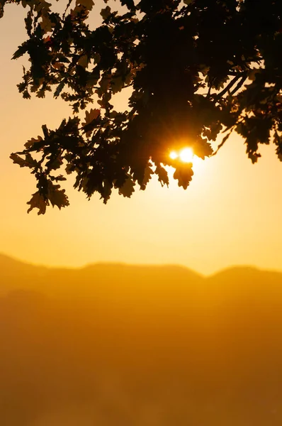 Orangefarbene untergehende Sonne, die durch Eichenzweige scheint — Stockfoto