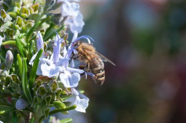 Makro odak arka plan dışarı ile polen toplama mavimsi çiçek bal arısı