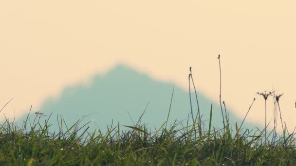 Arka Planda Hill Ile Hafifçe Sallayarak Çim Günbatımı Zaman Rüzgar — Stok video