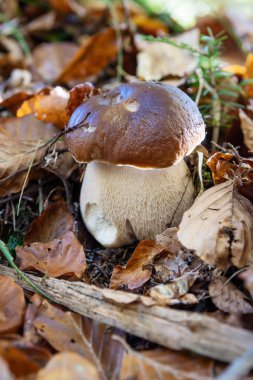 Yenilebilir kuruş topuz mantar olarak da bilinen porcino veya bir orman katta büyüyen cep, kayın yapraklarla kaplı. Bolete, çörek mantarı