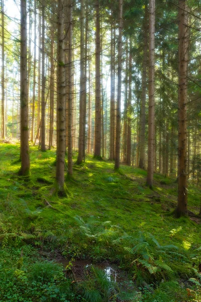 Güzel canlı yeşil understory ve çam ağaçları ve su küçük dere rüya gibi koruyu