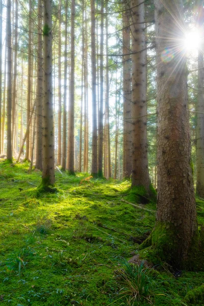 Märchenhaft Nebliger Nadelwald Mit Schönem Grünen Unterholz Und Sonne Die — Stockfoto