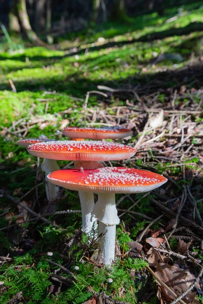 Nahaufnahme Roter Fliegenpilze Ihrem Natürlichen Lebensraum Auch Bekannt Als Fliegenamanita — Stockfoto