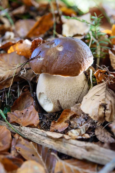 Essbarer Pfennigpilz Auch Als Steinpilz Oder Steinpilz Bekannt Der Auf — Stockfoto