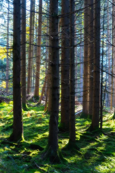 Nackte Fichten Nadelwald Mit Schönem Grünen Unterholz Und Sonne Die — Stockfoto