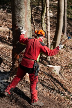 Orman işçisi hookaroon ile Ladin bir ağaca bir takoz çekiç