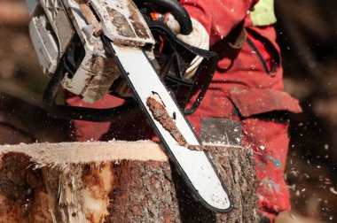 Orman işçisi chainsaw ile kesilen bir çam ağacının güdük Temizleme detay. Güdük kaldırma