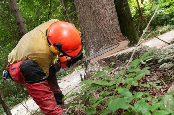Работник Лесного Хозяйства Защитном Снаряжении Помощью Бензопилы Сделать Клин Срубить — стоковое фото