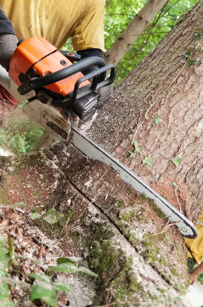 Closeup of chainsaw being held by forestry worker making a wedge cut into a spruce tree