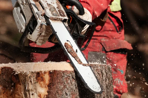Orman işçisi chainsaw ile kesilen bir çam ağacının güdük Temizleme detay. Güdük kaldırma