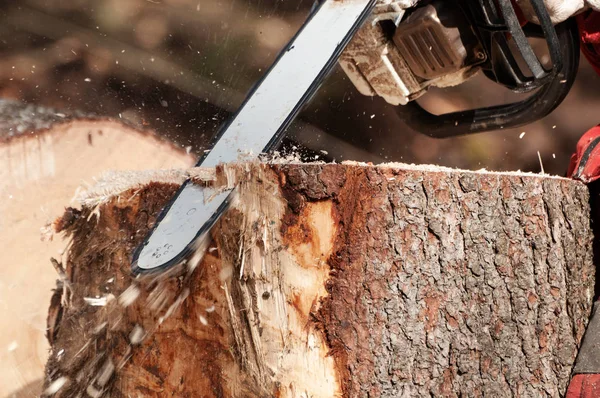 用链锯拆除被砍伐的云杉树的树桩的特写细节 — 图库照片