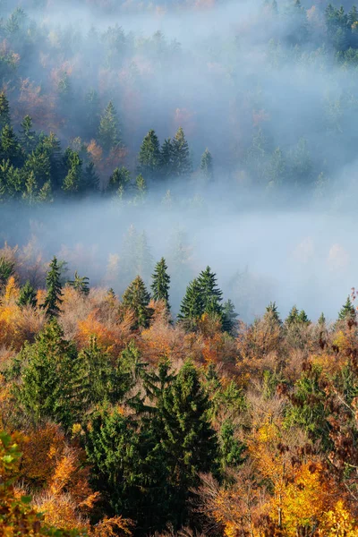 Veduta Aerea Della Nebbia Che Sorge Una Foresta Autunnale Mista — Foto Stock