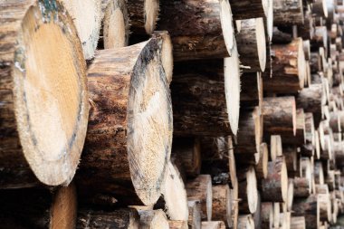 Closeup of large pile of huge debarked spruce tree trunks with visible sign of spruce beetle demage clipart