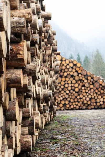 Huge Piles Large Debarked Spruce Tree Trunks Lumber Yard — Stock Photo, Image