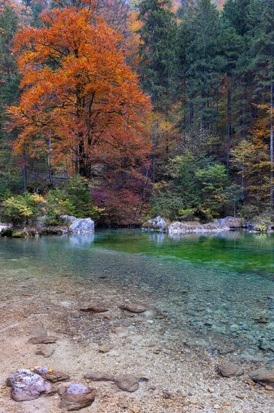 Bank of fresh mountain spring water and forest in autumn