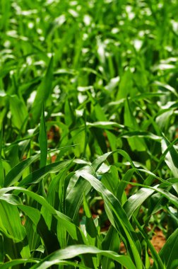 Portre genç yeşil Mısır Mısır sahada bırakır. Tarım, tarım, GDO ve gıda kavramlar.