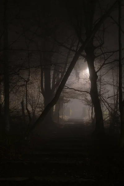 Escadas Pedregosas Misteriosas Denso Nevoeiro Noite Floresta Conceitos Horror Mistério — Fotografia de Stock