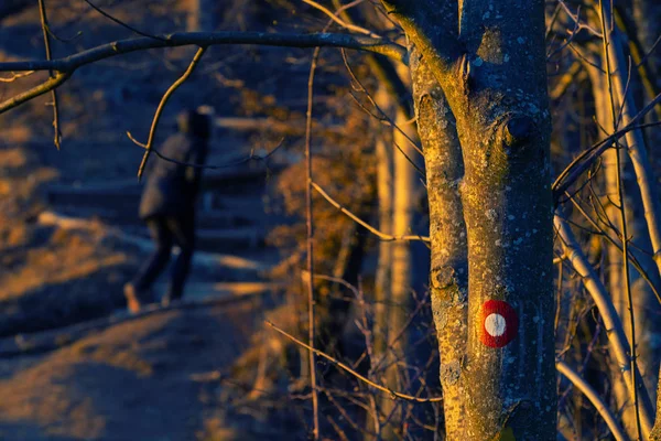 Sentier Circulaire Rouge Blanc Sur Tronc Hêtre Avec Randonneur Femelle — Photo