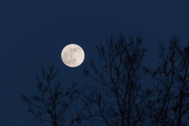 Full moon behind naked tree branches in a cold winter night. Astronomy, season, nature and mood concepts.